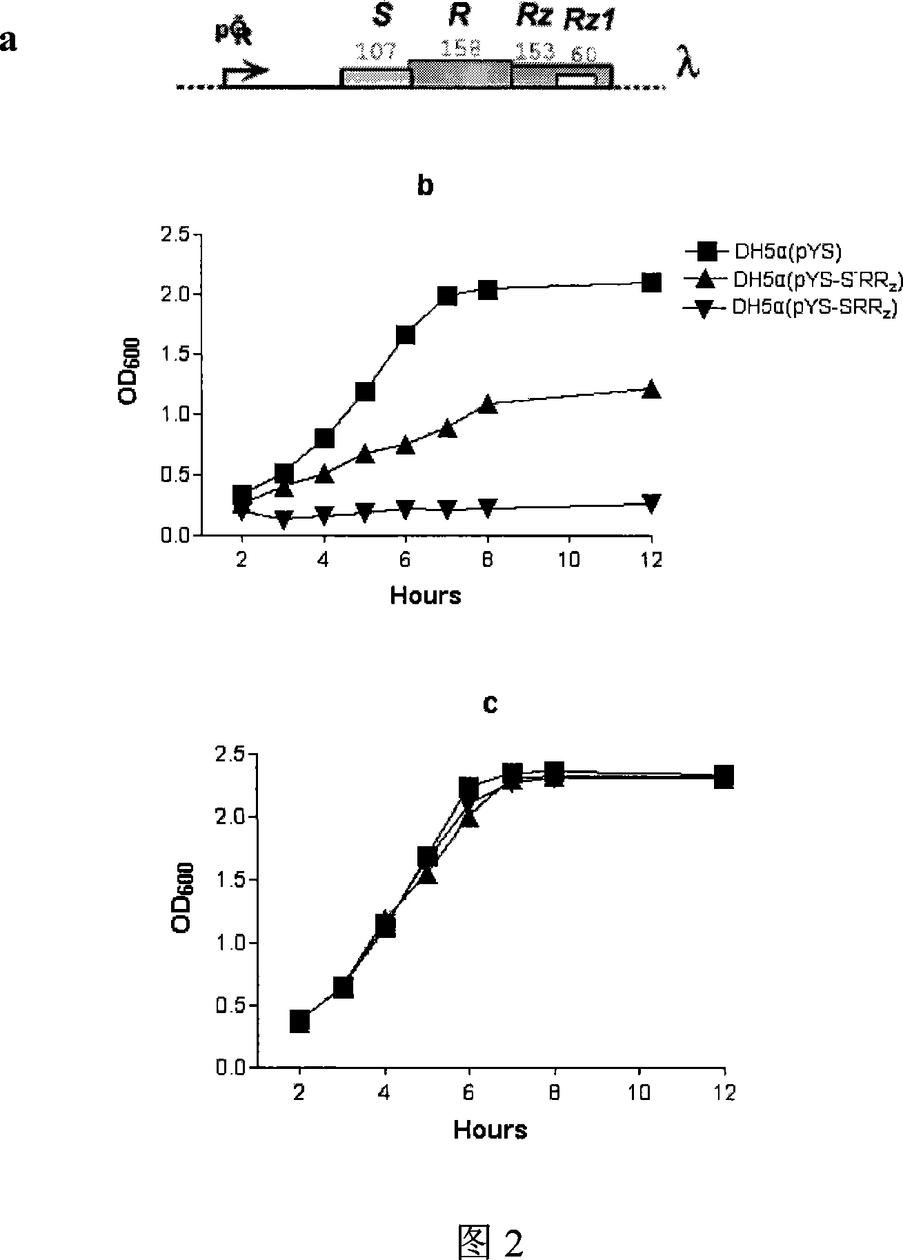 Method of breaking wall of bacteriophage expressing lytic gene under control of magnesium ion