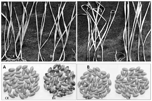 Method for indoor quick recognition of wheat resistance to wheat root rot Umbilical Verticillium chlamydosporium black embryo disease
