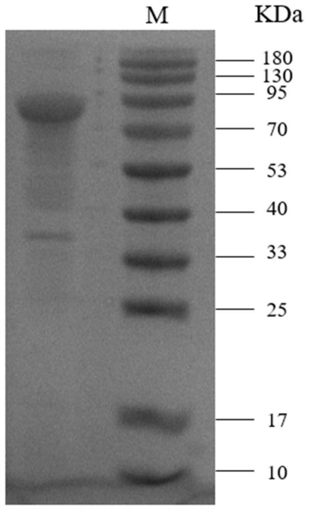 Beta-N-acetylglucosaminidase 159 as well as cloning expression and application thereof