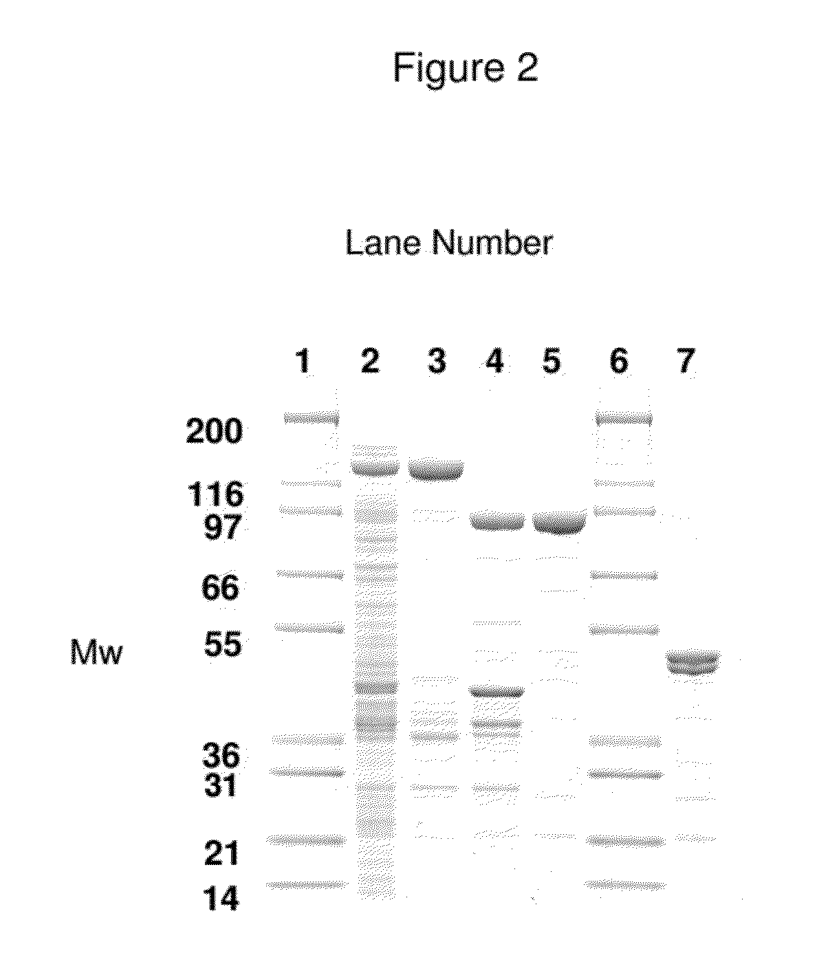 Non-cytotoxic protein conjugates