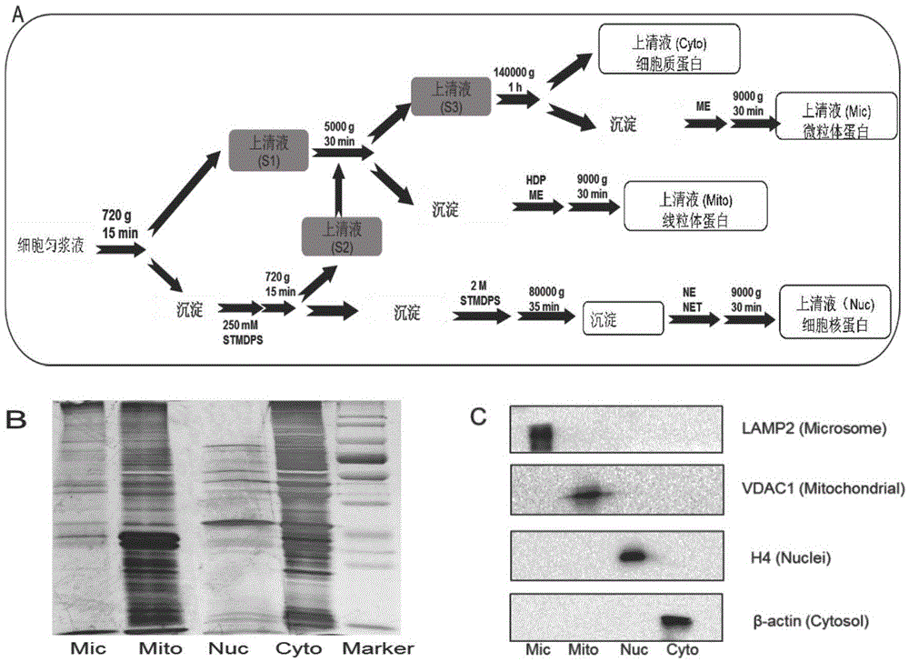 Subcellular structure characteristic N-linked carbohydrate chain and application thereof