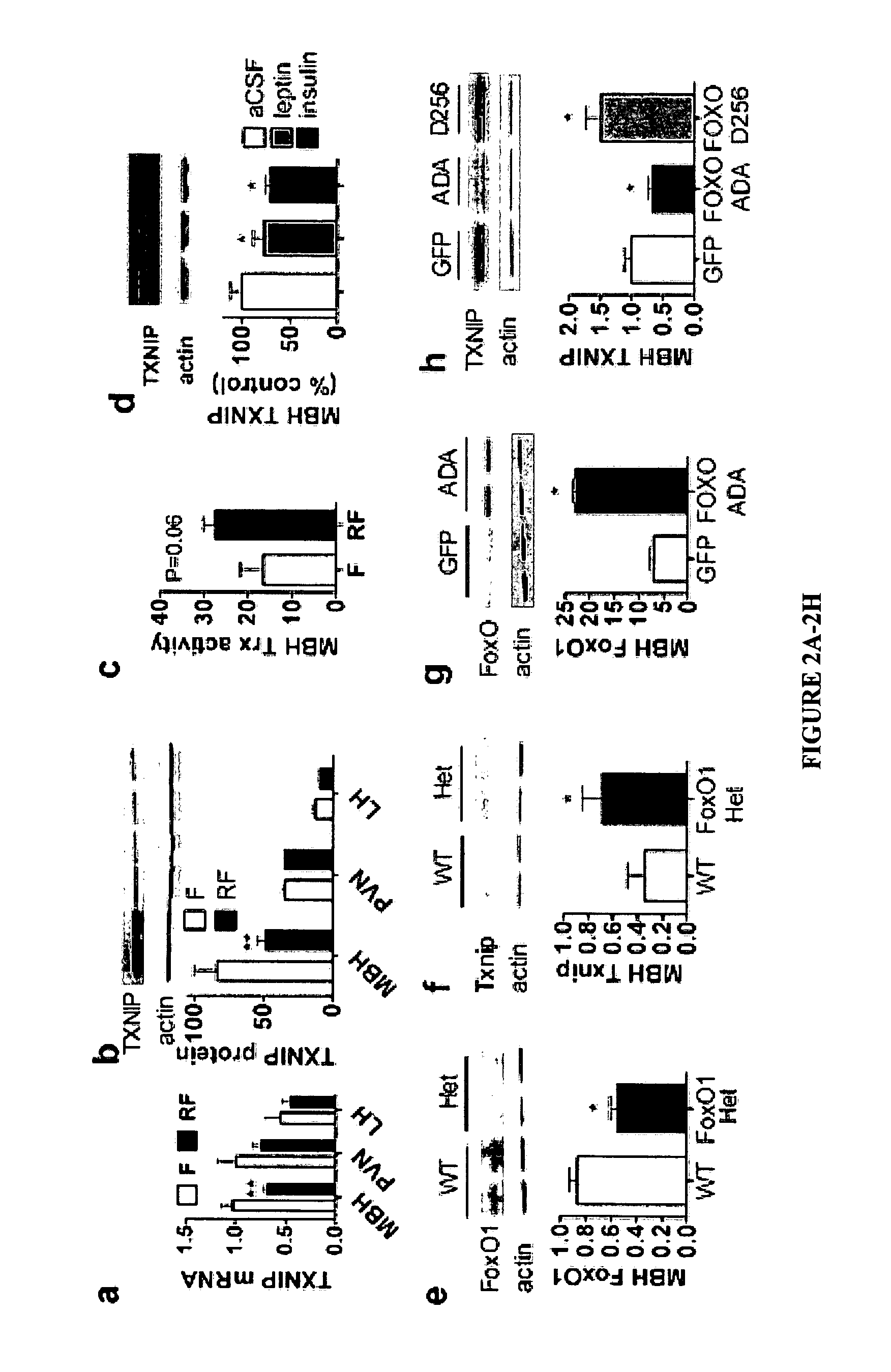 Methods and assays for treating or preventing obesity and/or diabetes or increasing insulin sensitivity