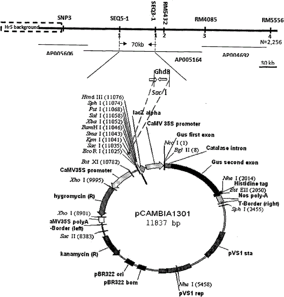 Clone and application of pleiotropic gene Ghd8 for controlling yield, florescence and plant height of rice grain