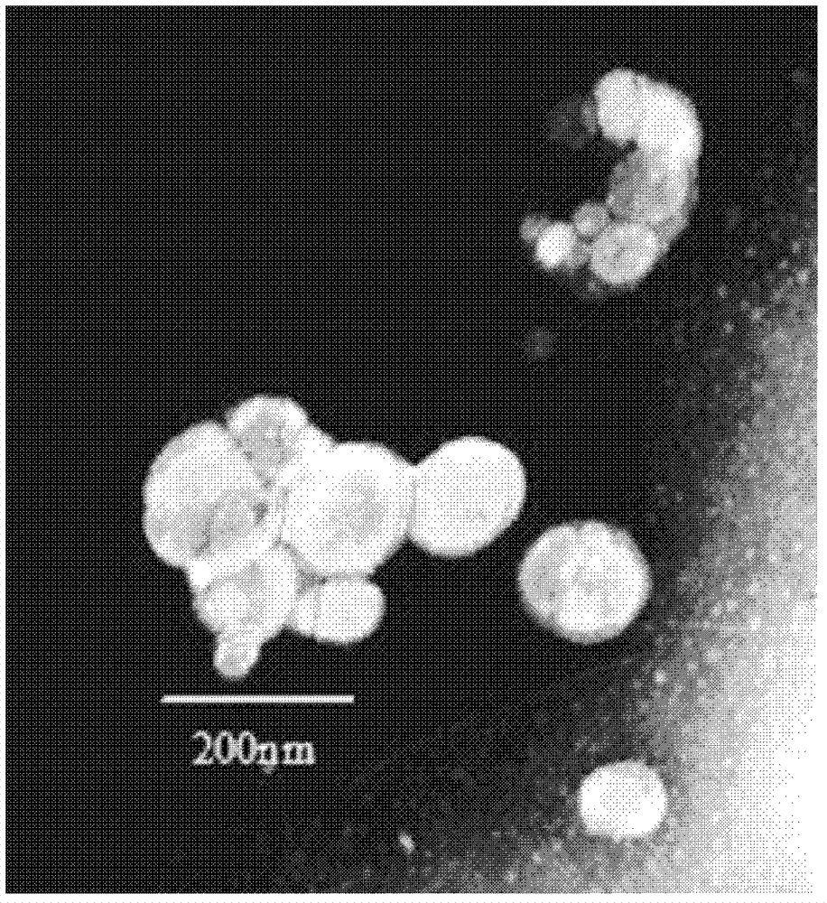Nimodipine freeze-dried solid lipid nanoparticle and preparation method thereof