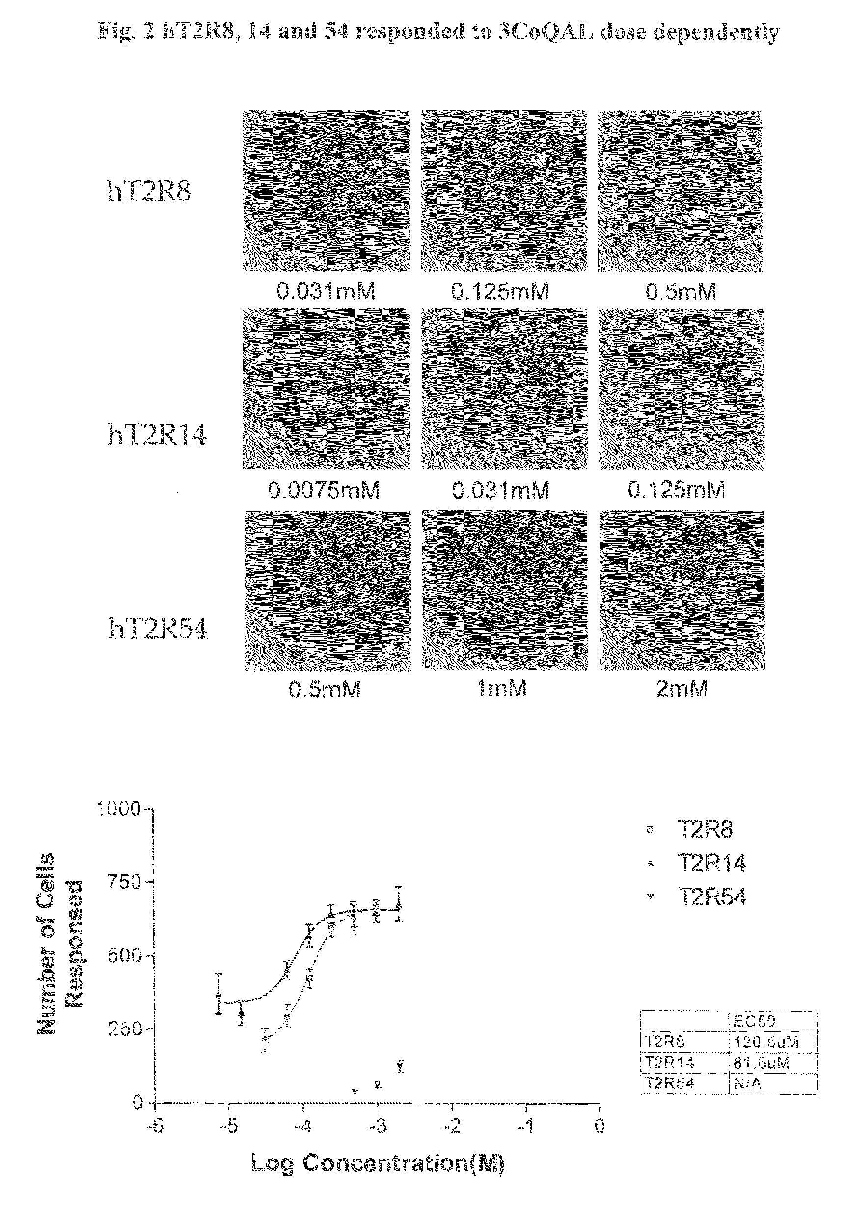 Assays which screen for compounds that modulate bitter taste of chlorogenic lactone compounds