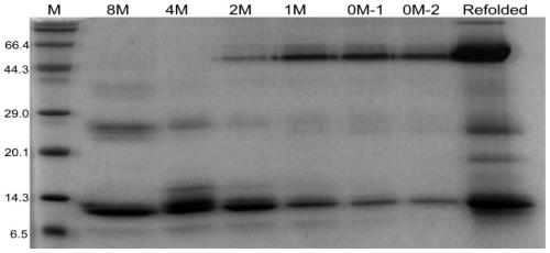 A kind of preparation method of biologically active cholera toxin b subunit protein
