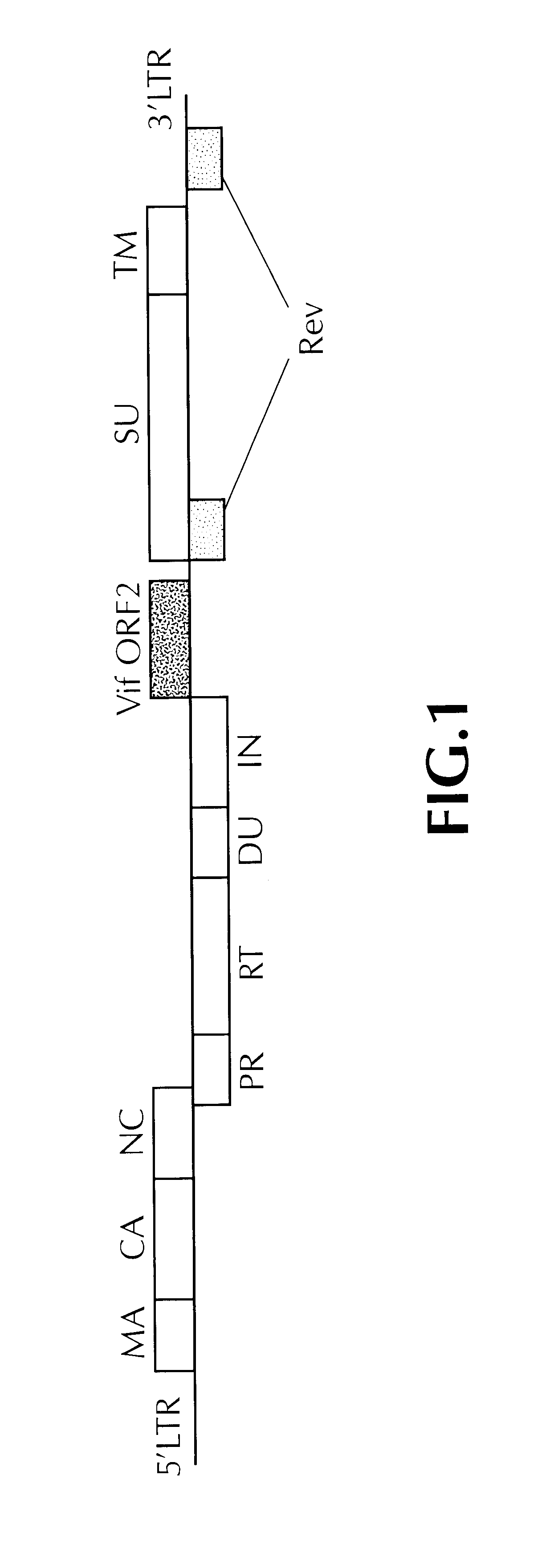 DNA vaccine against feline immunodeficiency virus