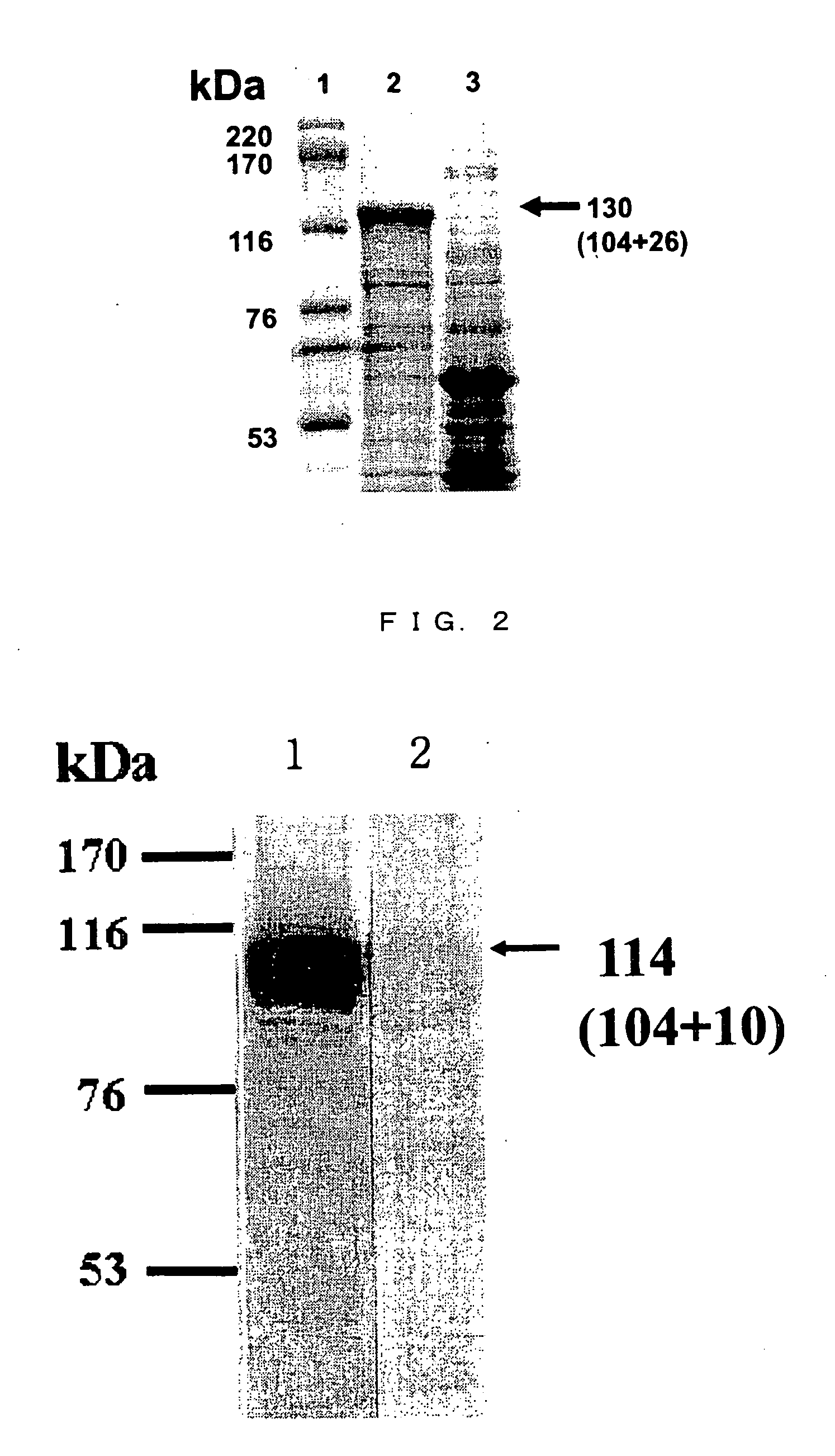 Tick chitinase