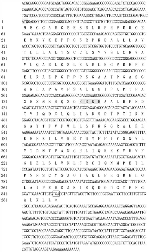 Feline b-lymphocyte stimulating factor cdna and its encoded protein, cloning method and application