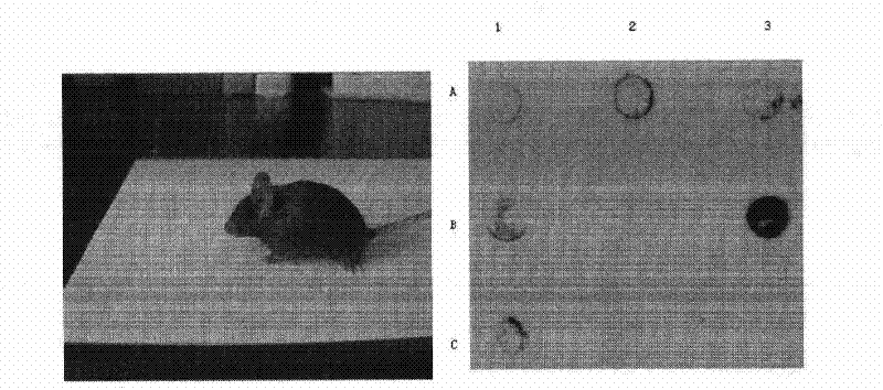 Disease gene animal model of primary open angle glaucoma and construction method thereof