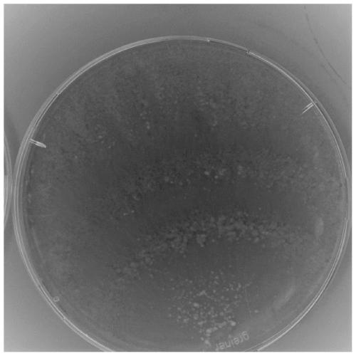 Trichoderma harzianum TW21990 for preventing and treating gray mold of leek and application of trichoderma harzianum TW21990