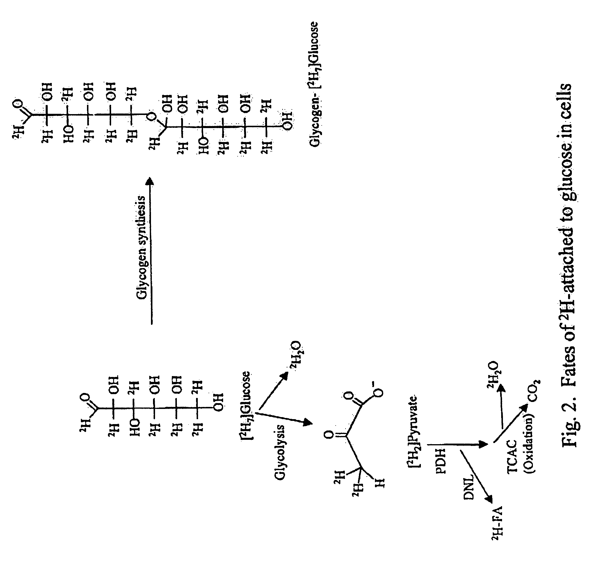 Methods for determining the metabolism of sugars and fats in an individual