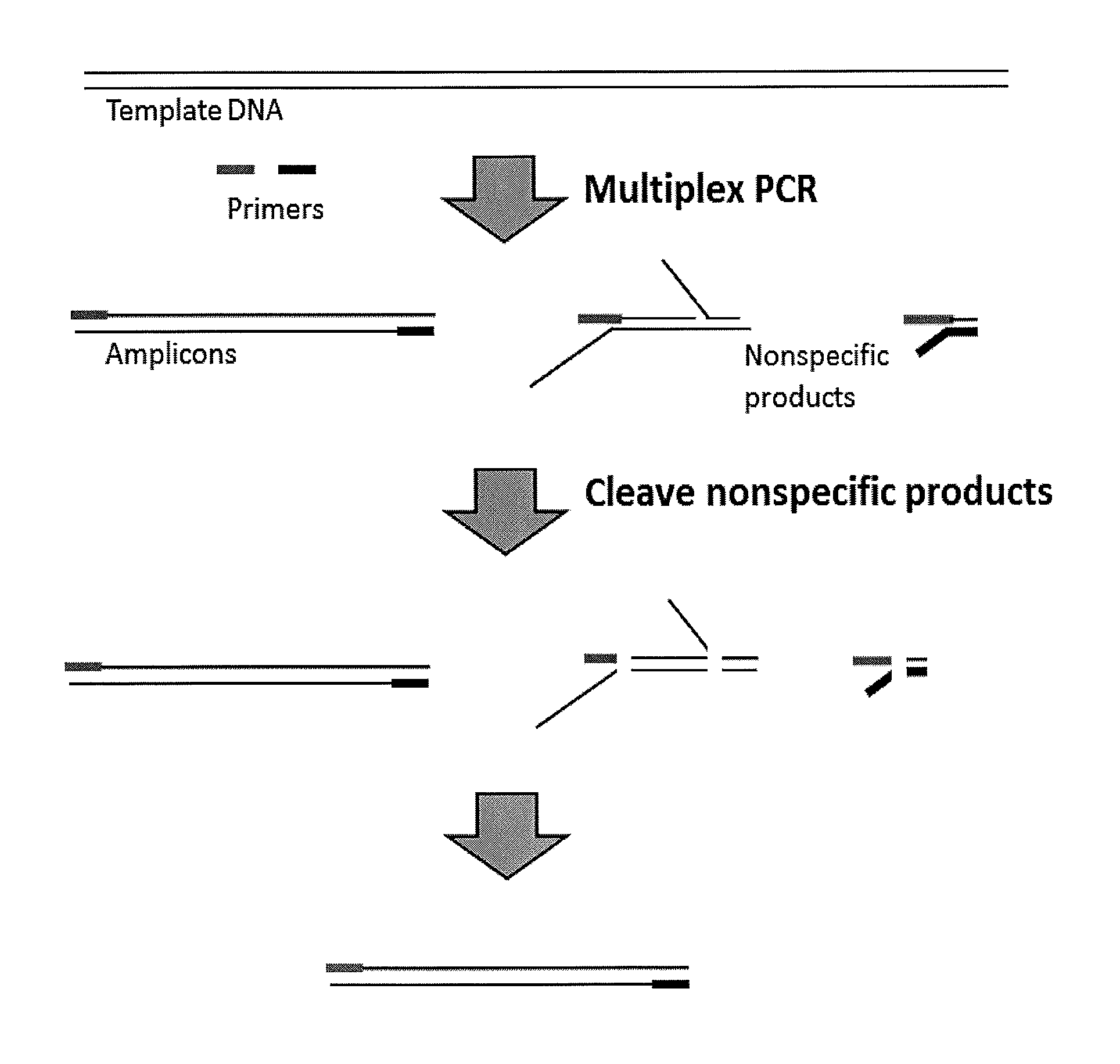 Methods and compositions for reducing non-specific amplification products