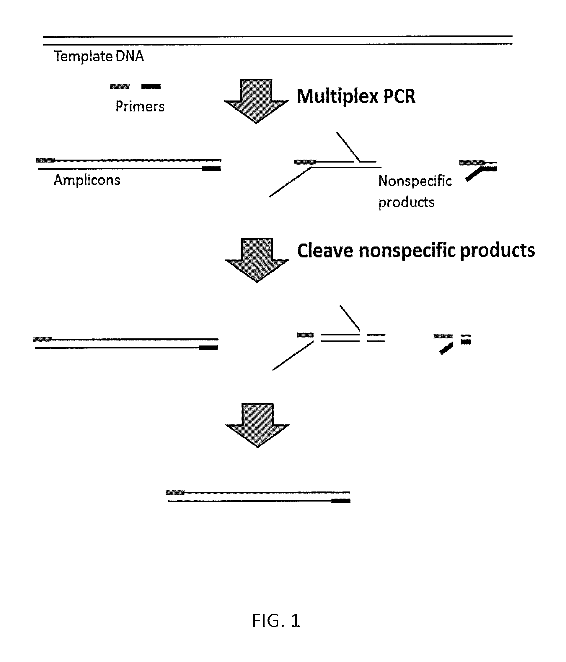 Methods and compositions for reducing non-specific amplification products