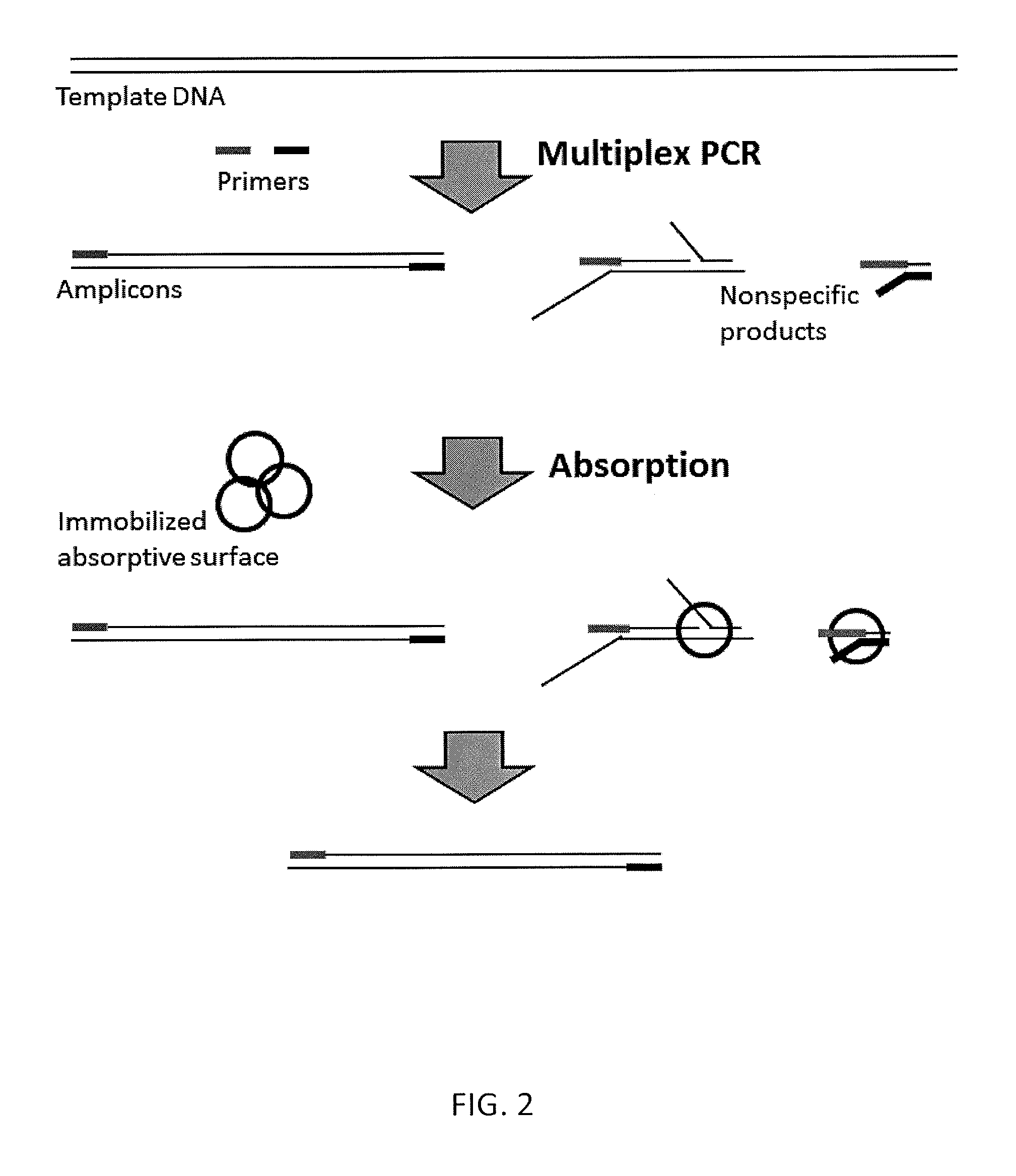 Methods and compositions for reducing non-specific amplification products