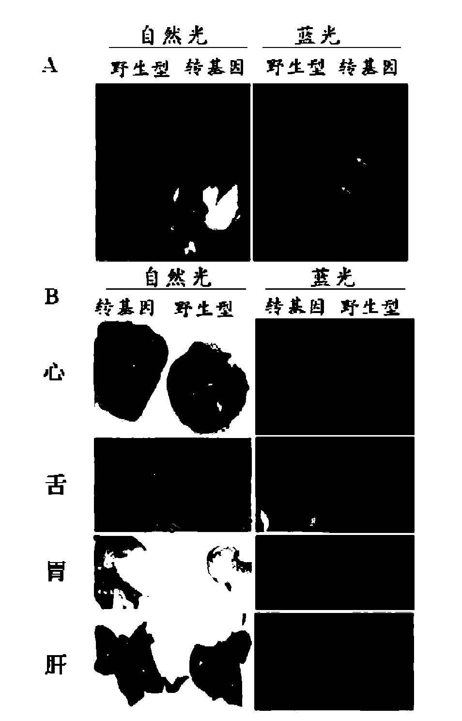 Expression vector for piggyBac transposon, and transgenic pig and construction method thereof