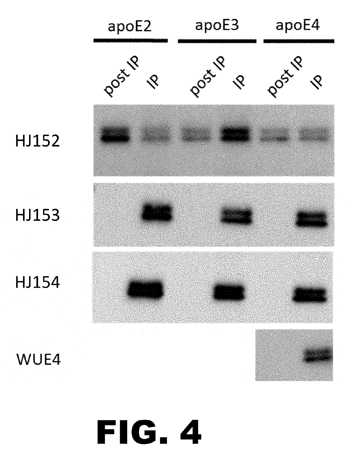 Anti-apoe antibodies