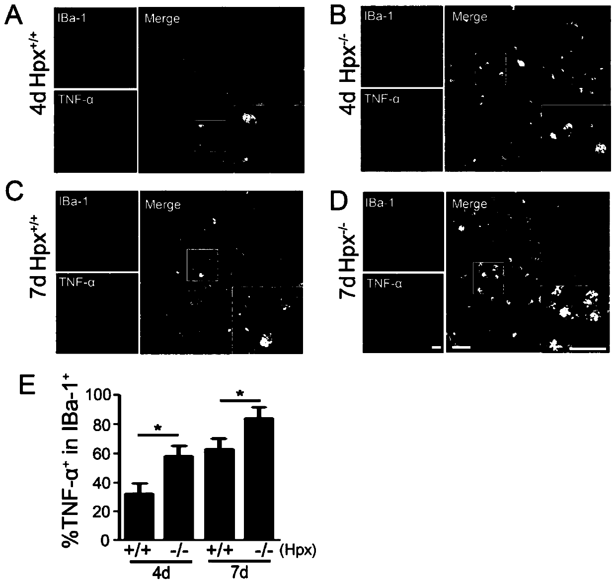 Method and application of hpx protein to induce and maintain selective polarization of microglia