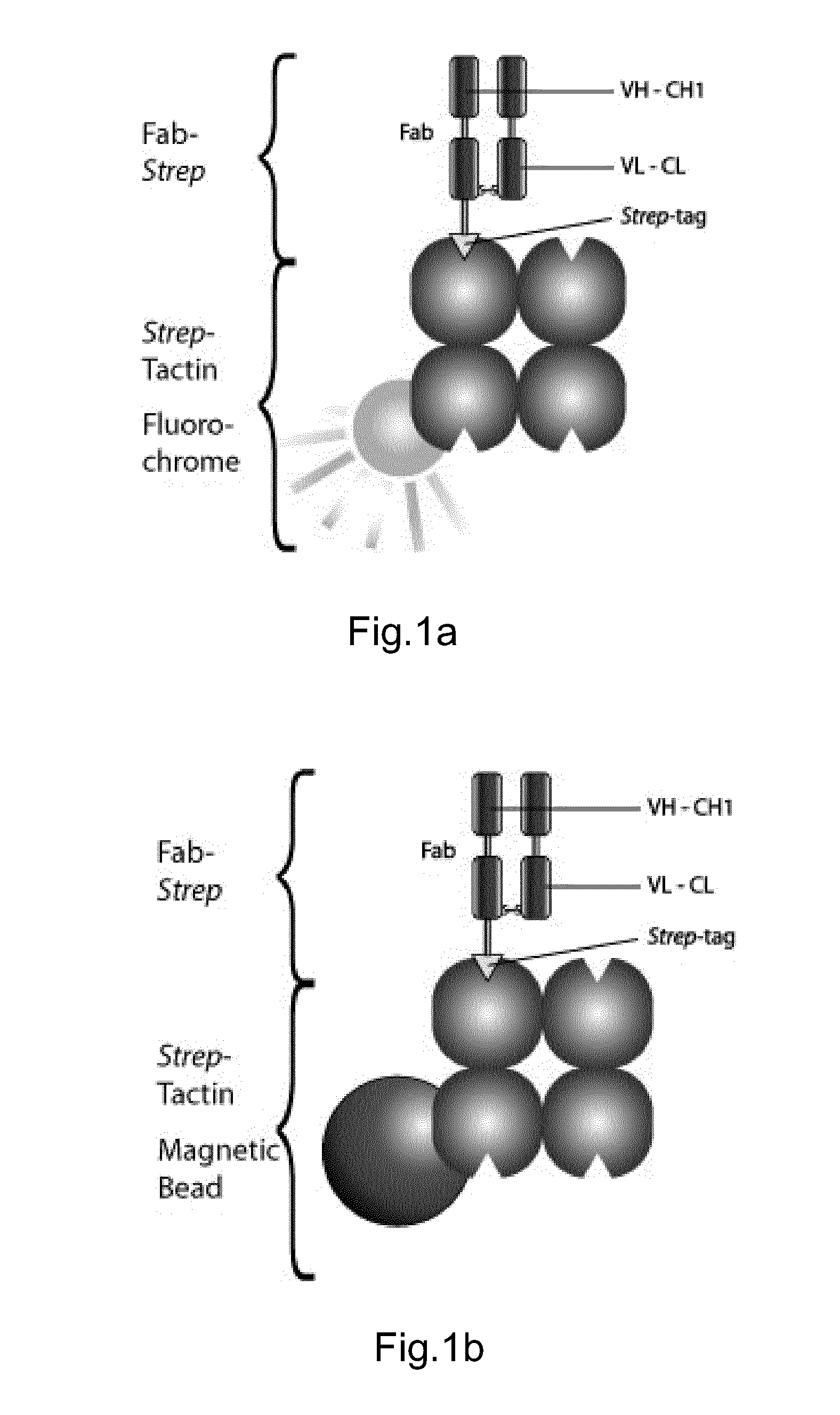 Method of reversibly staining a target cell