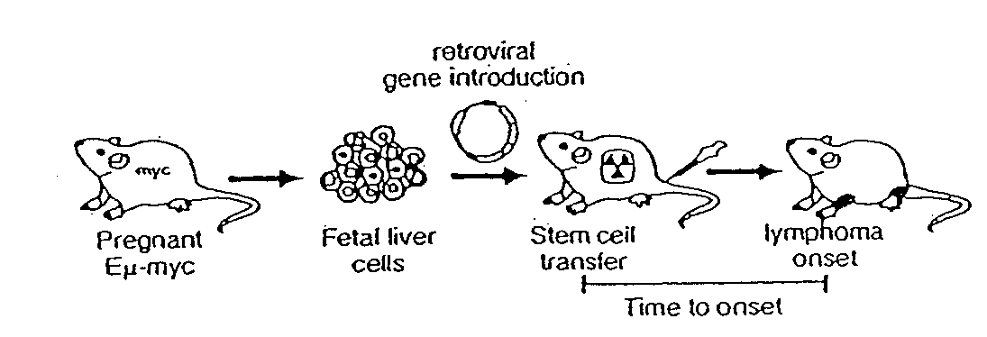 Model for studying the role of genes in chemoresistance