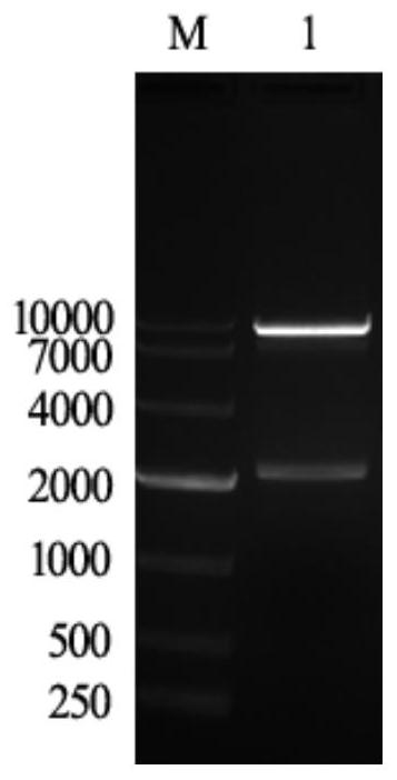 GB subunit recombinant protein of porcine pseudorabies virus, and preparation method and application of gB subunit recombinant protein
