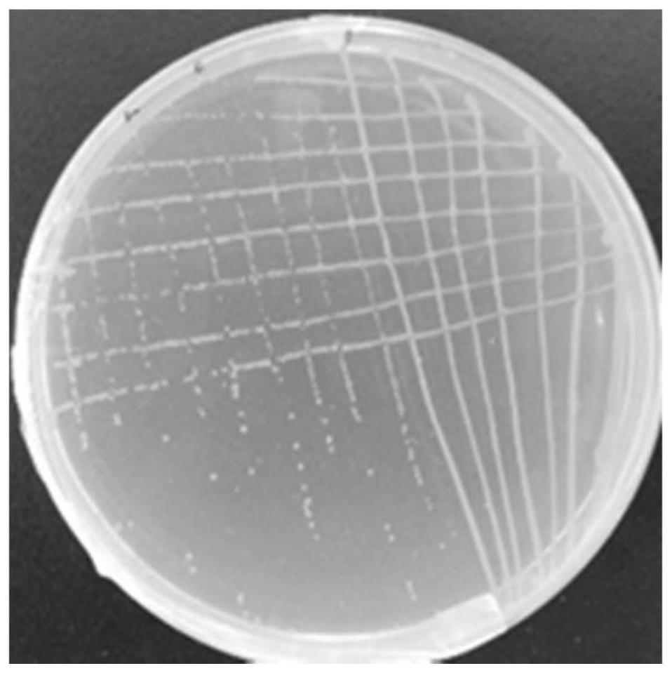 A strain of methylobacter, method for separating and culturing and its application