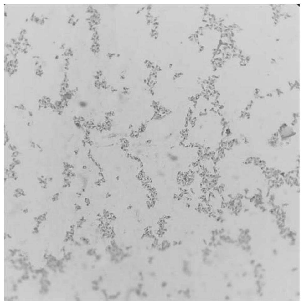 A strain of methylobacter, method for separating and culturing and its application