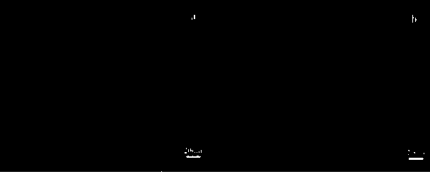 Method for modifying surface of palygorskite by phosphoric acid and fatty acid