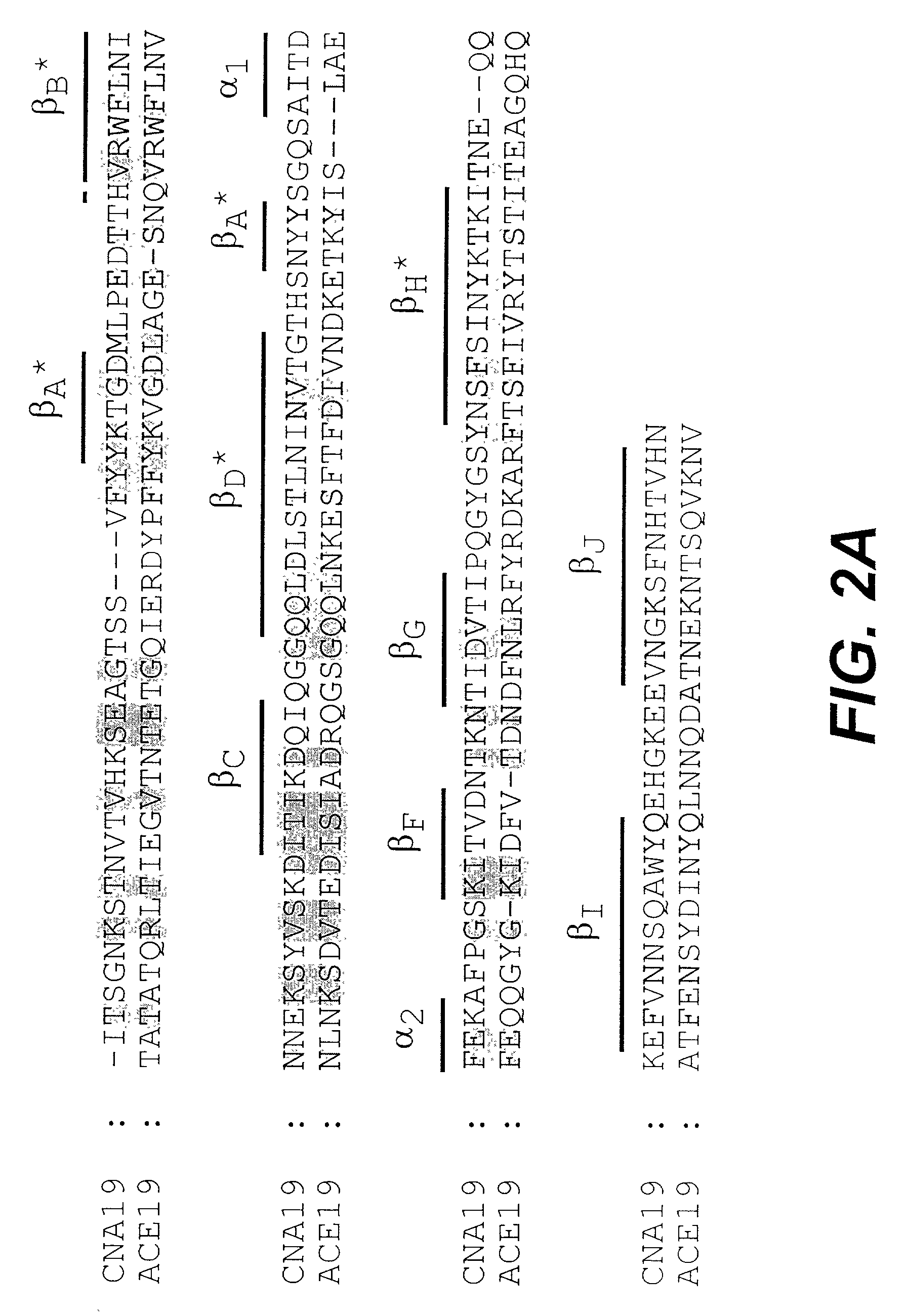 Cross-reactive displacing antibodies from collagen-binding proteins and method of identification and use