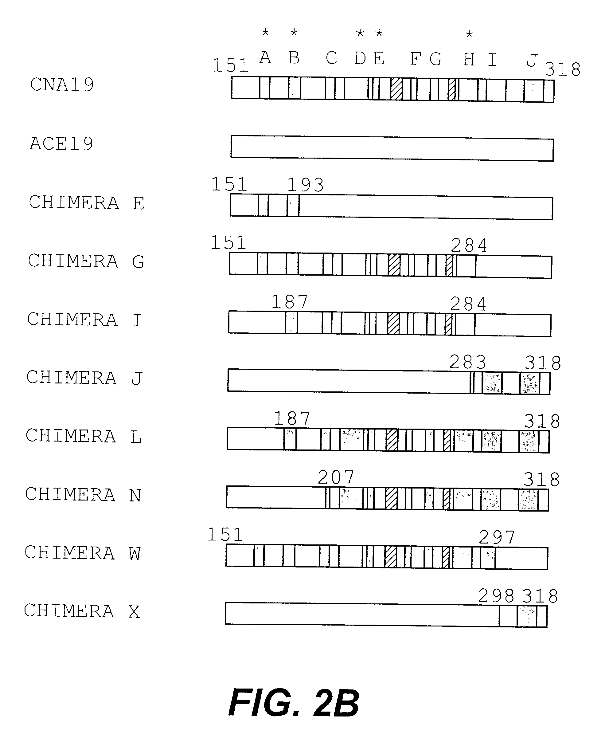 Cross-reactive displacing antibodies from collagen-binding proteins and method of identification and use