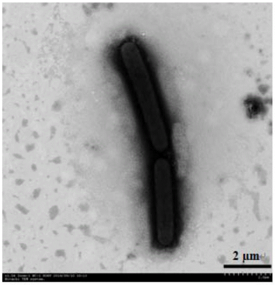Aerobic arsenic methylation bacterium SM-1 of cytophagaceae and application of arsenic methylation bacterium