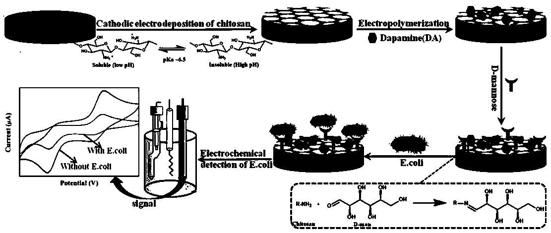 Preparation and detection method of escherichia coli electrochemical biosensor