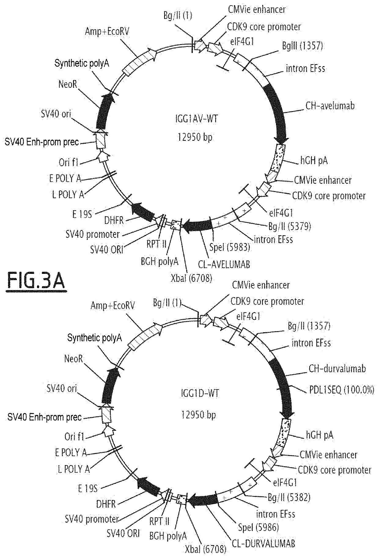 Antibodies targeting a ligand from an immune checkpoint, with an fc fragment having an improved affinity for cd16a