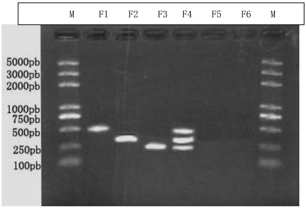 A kind of compound pcr detection method of rabbit skin fungus