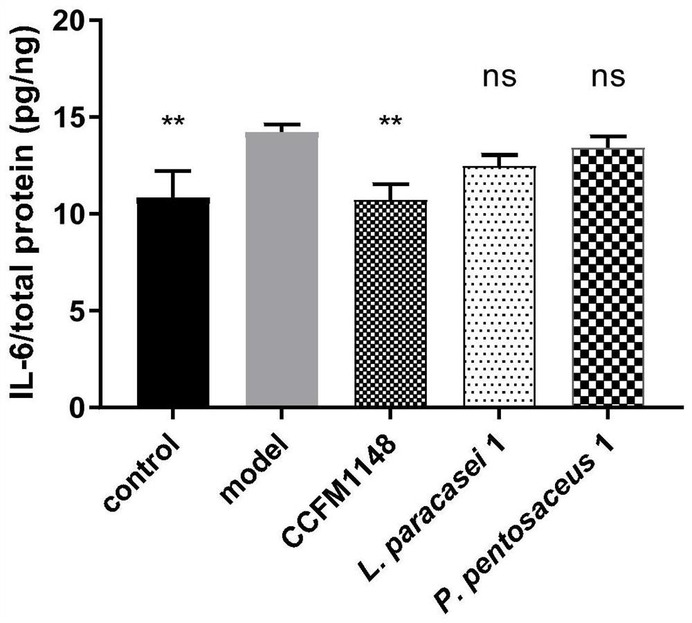 A bifidobacterium animal strain that can relieve psoriasis and its application