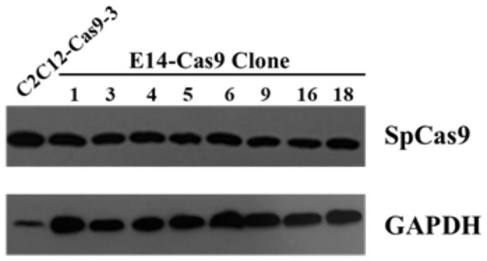 Method for constructing stable-expression SpCas9 protein cell line and application