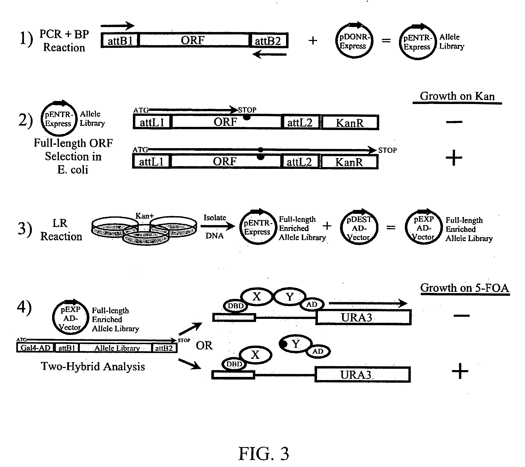 Reverse two-hybrid system for identification of interaction domains