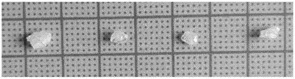 Method for growing large-size lithium lead phosphate single crystals through hydrothermal method