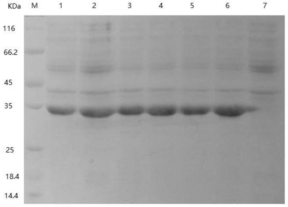 The Mature Peptide of Motistin, an Inhibitor of Leukotriene A4 Hydrolase in Myotis brucei and Its Application