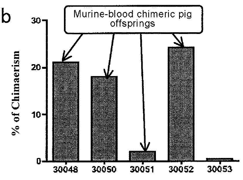 Method for producing blood chimeric animal