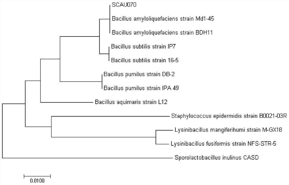 Bacillus amyloliquefaciens SCAU-070 and application thereof