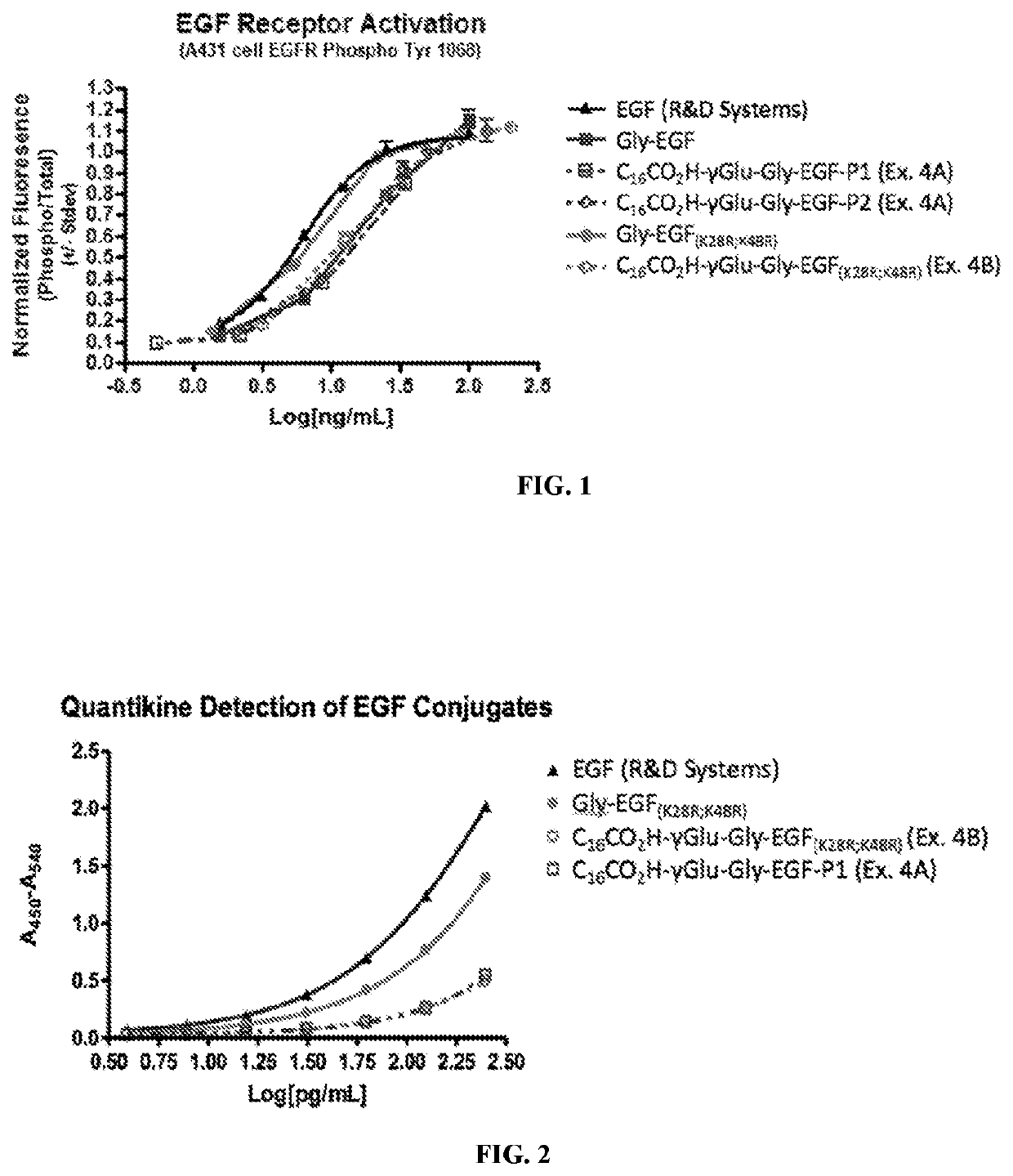 Fatty acid modified human epidermal growth factor