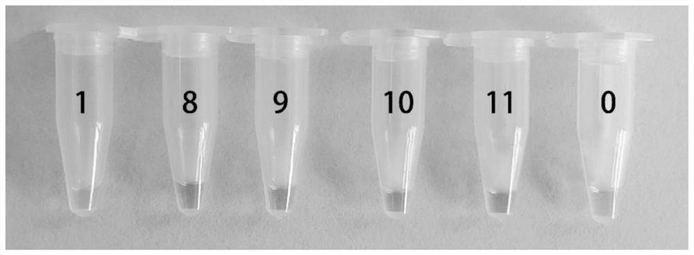 Primer group and kit for identifying ochrata ochrata and application of primer group and kit