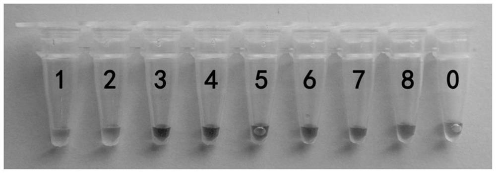 Primer group and kit for identifying ochrata ochrata and application of primer group and kit