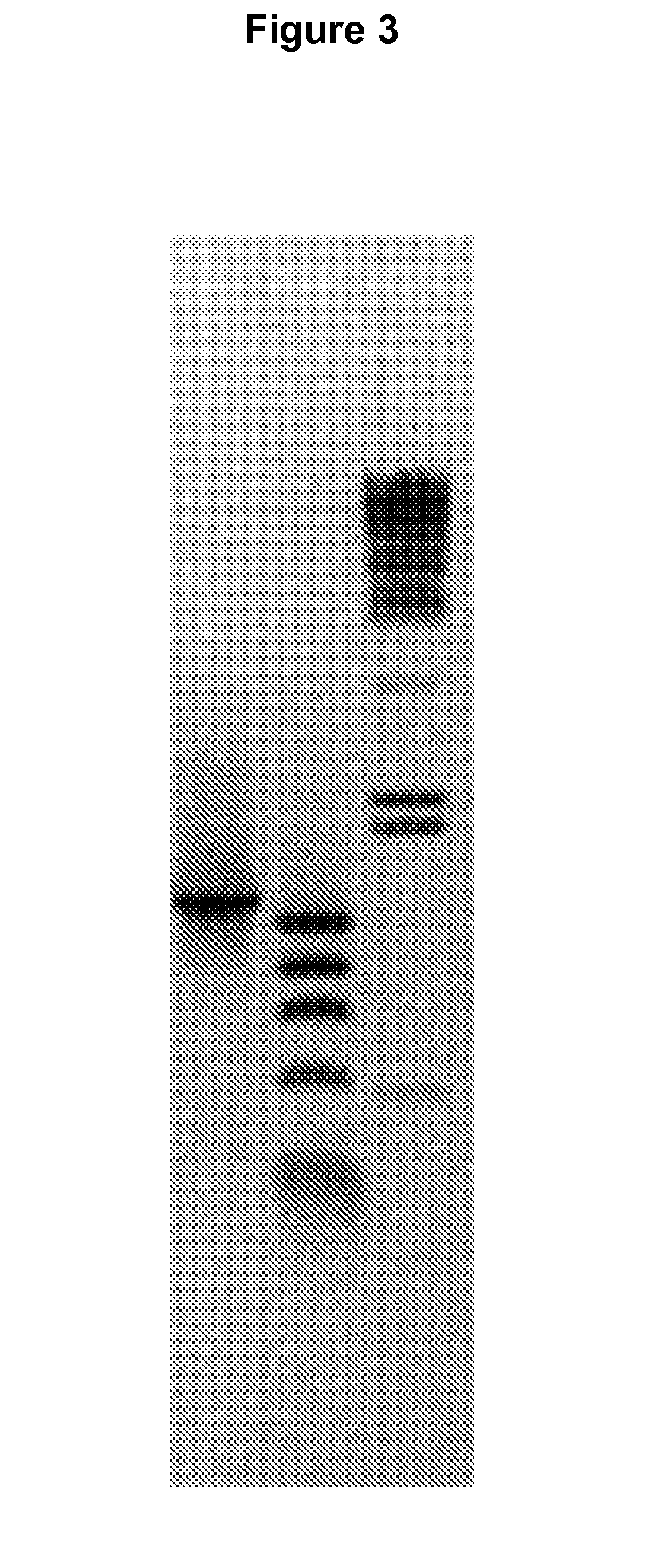 Methods and Compositions for Increasing Arylsulfatase A Activity in the CNS