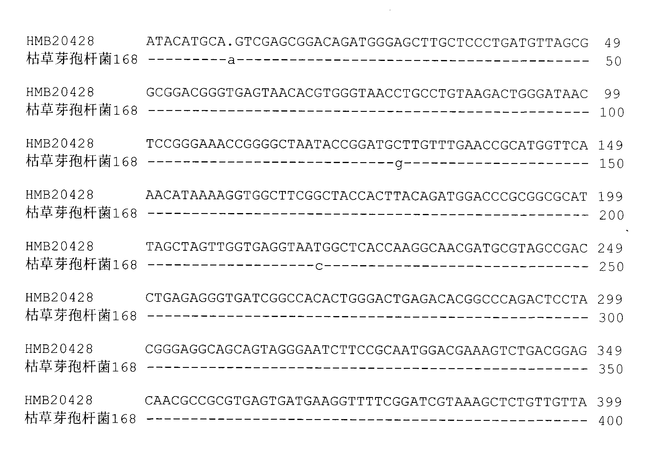 Bacillus subtilis for preventing and treating cucumber ampho disease, and microbial agent thereof