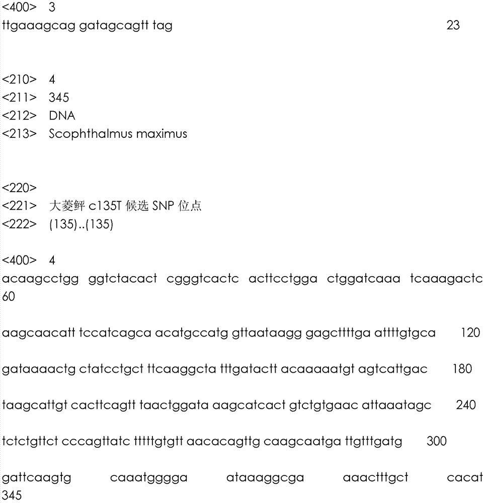 Method for detecting C135T single nucleotide polymorphism mark of turbot