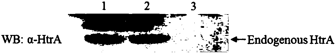 Application and construction method of Vulpine Escherichia coli htra (high temperature requirement A) gene deleted strain