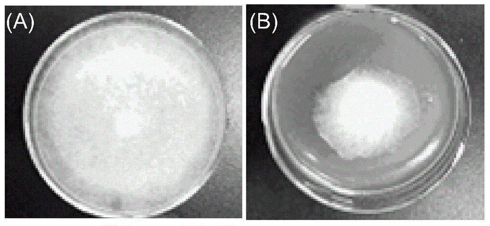 Bacillus amyloliquefaciens with high fungus inhibitory activity and application of bacillus amyloliquefaciens