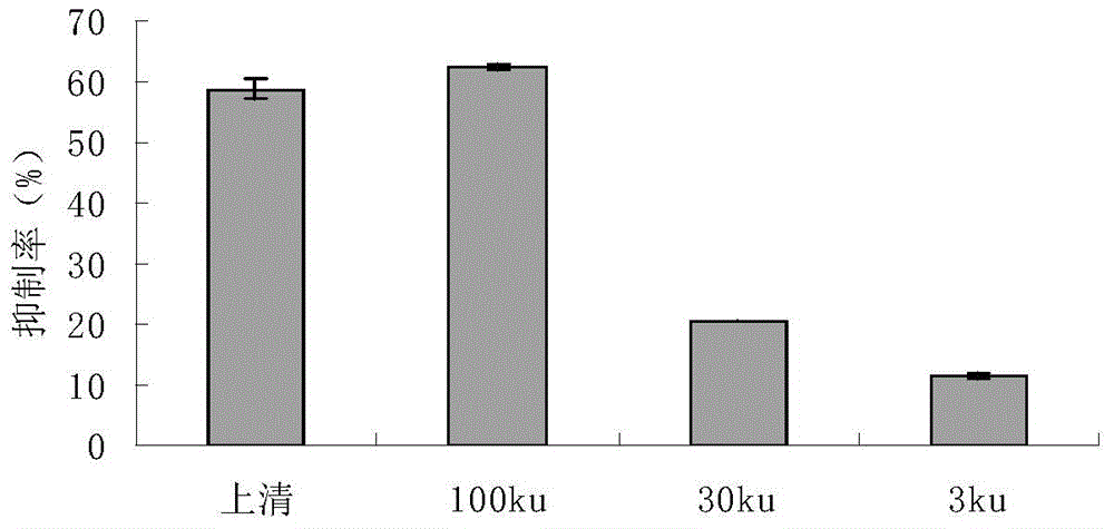 Bacillus amyloliquefaciens with high fungus inhibitory activity and application of bacillus amyloliquefaciens